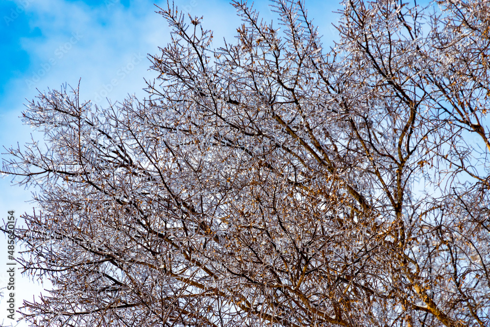 tree branches against blue sky after a freezing rain tree branches against blue sky after a freezing rain