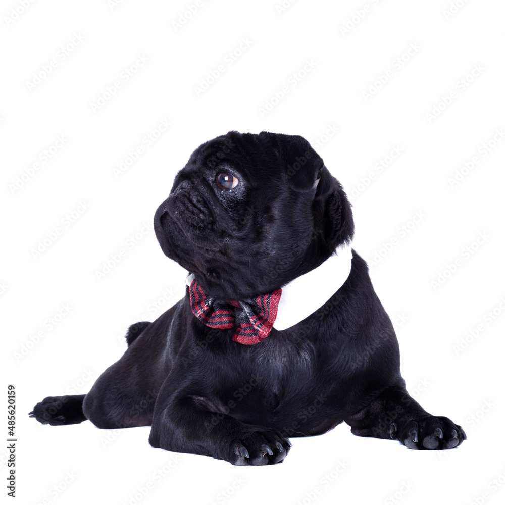 A pug in the studio A pug in the studio