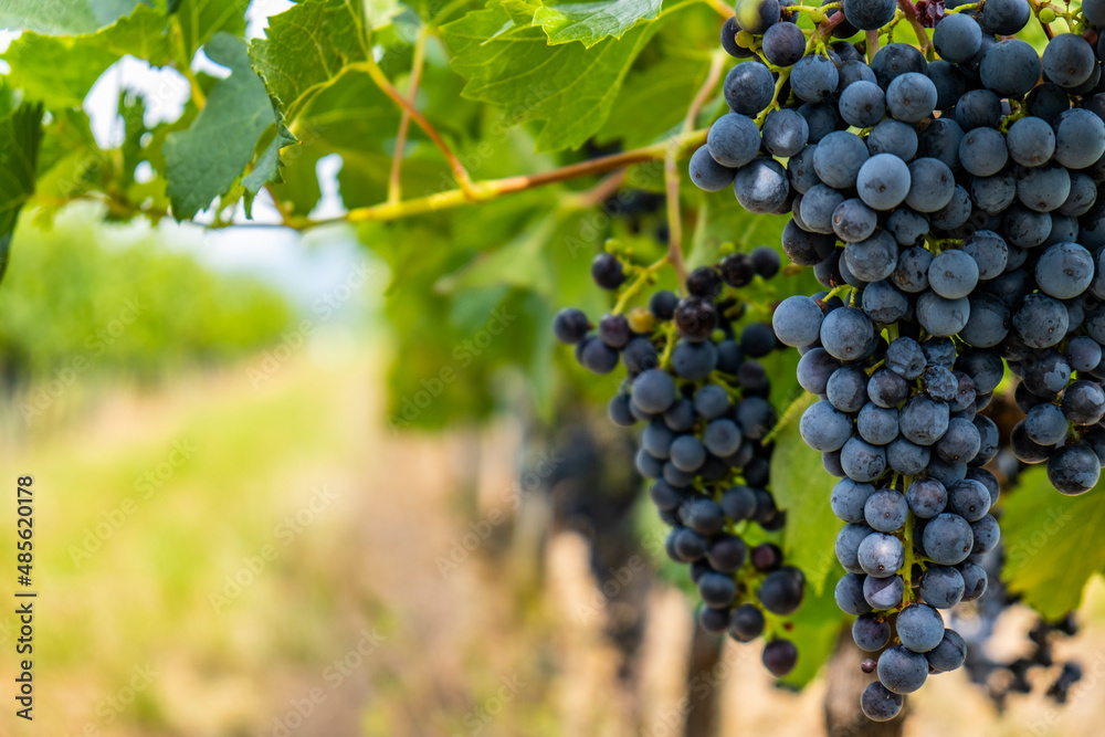 blue merlot grapes in green vineyard