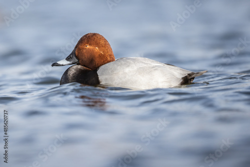 Tafelente, Männchen schwimmend auf dem See photo