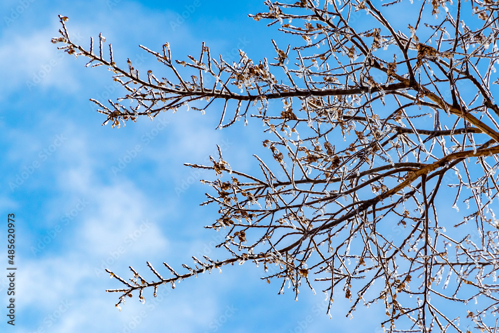 Frozen branches after getting freezing rain Frozen branches after getting freezing rain