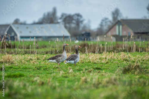 Two Greylag Geese, Anser anser, in focus with nice striped feather pattern and white underside in a green grassy Dutch polder meadow with blurred contours of a farm in background