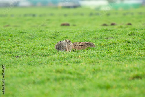 Two hares, Lepus europaeus, hidden in the grass during the rattling time, keeping a clear watchful eye on the habitat for possible approaching danger