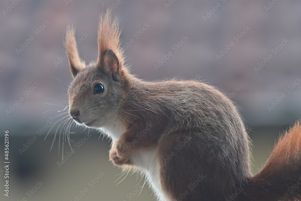 Eichhörnchen sucht nach Nüssen auf einem Balkon Eichhörnchen sucht nach Nüssen auf einem Balkon