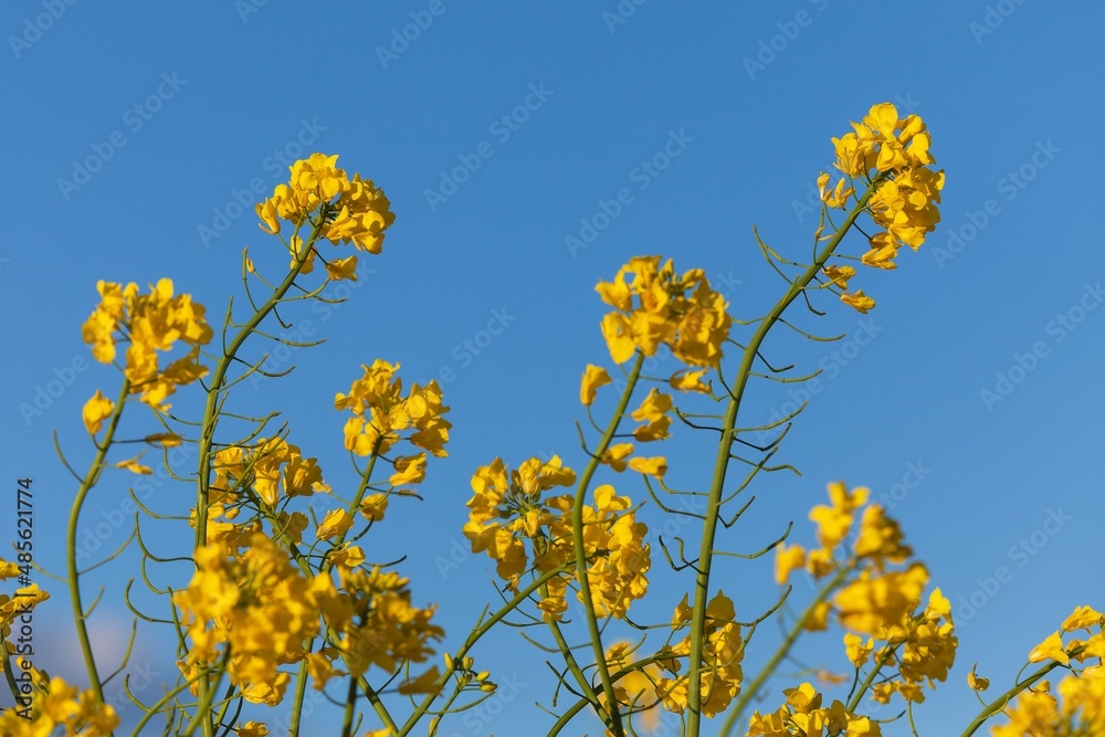rapeseed canola or colza in latin Brassica Napus rapeseed canola or colza in latin Brassica Napus