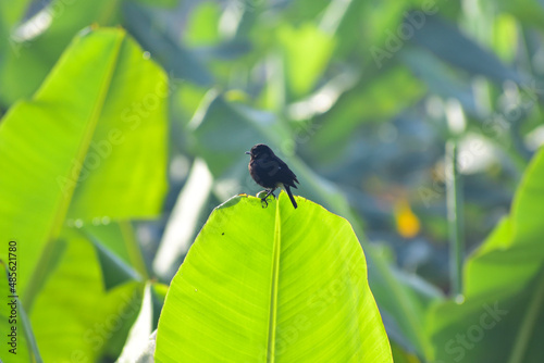 Peid bush chat small birds. photo