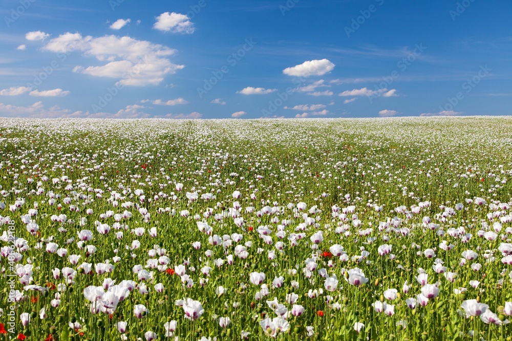 flowering opium poppy field in Latin papaver somniferum