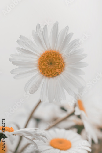 Fényképezés Soft focus white Chamomile flower