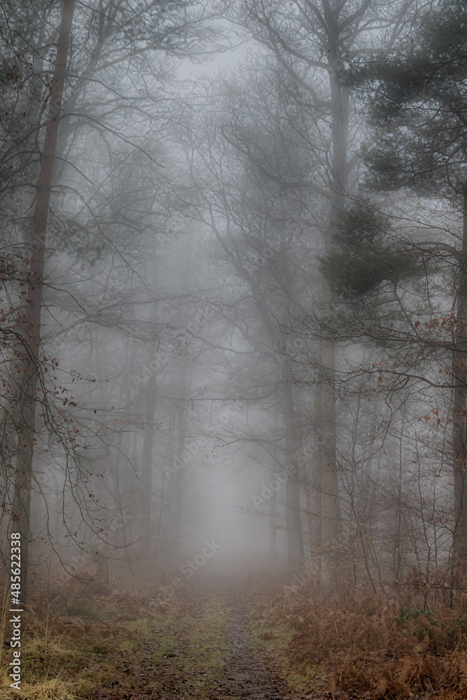 fog in the forest fog in the forest