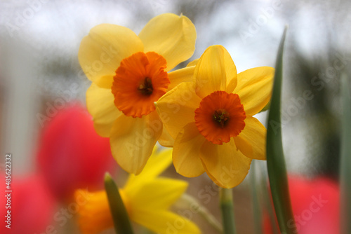 daffodils in the garden