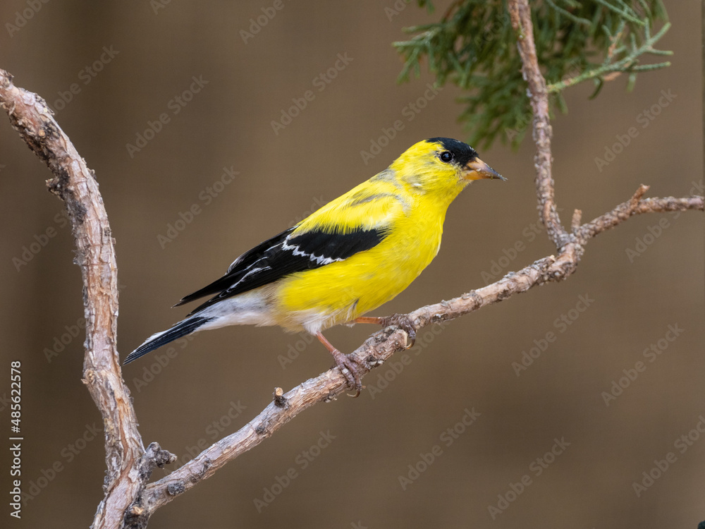 American Goldfinch
