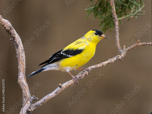 American Goldfinch  © Charles