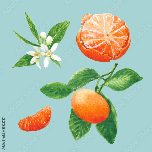 Set beautiful watercolor illustration of Orange fruit with decorative twigs, bud and green leaves