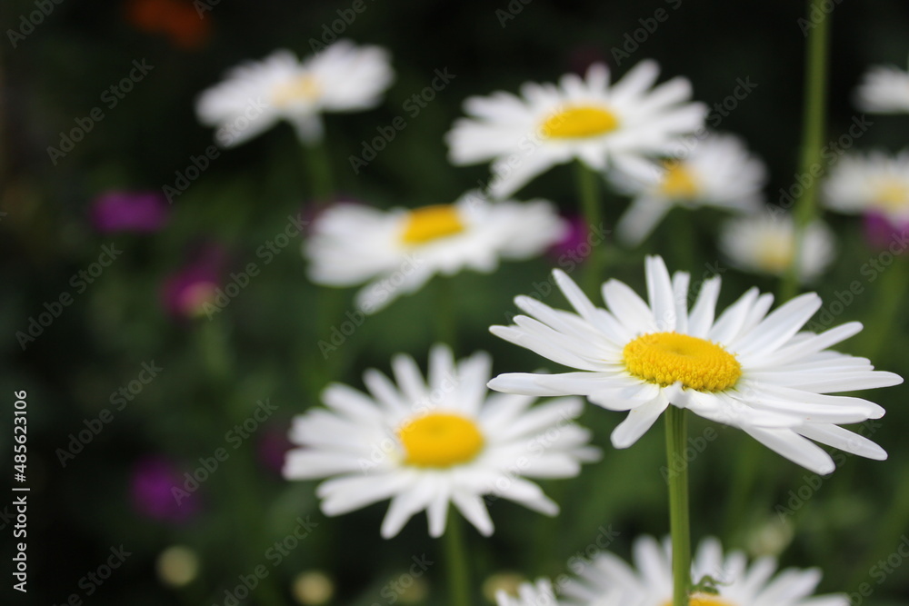 Flowers Flowers