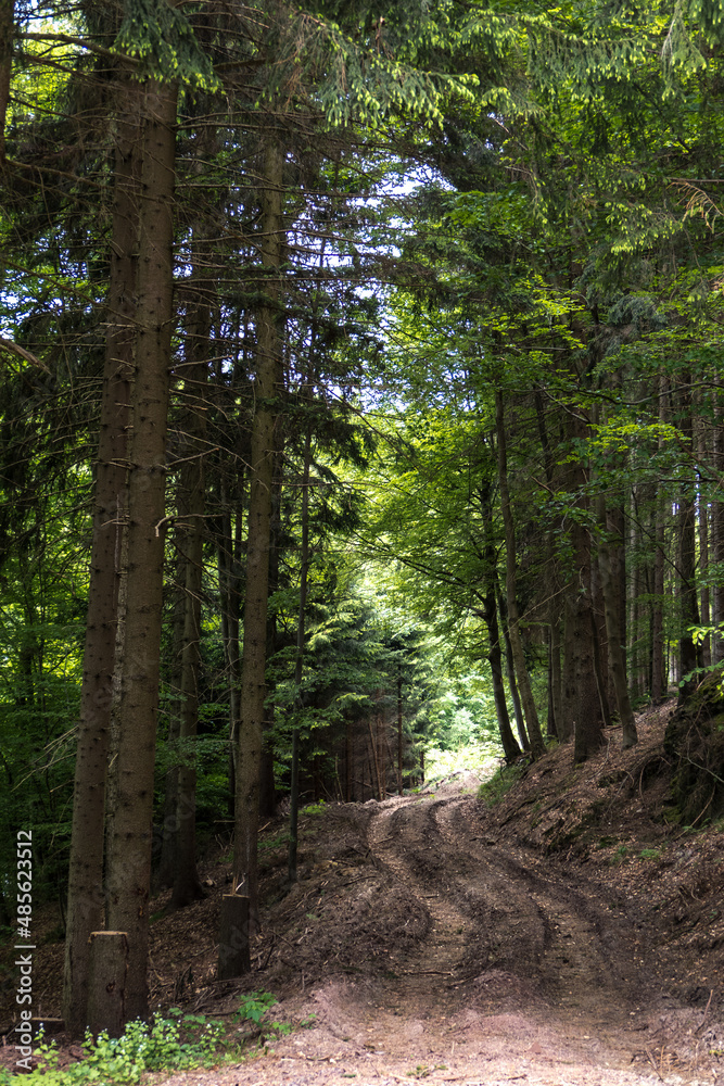 Gewundener Forstweg im Wald Gewundener Forstweg im Wald