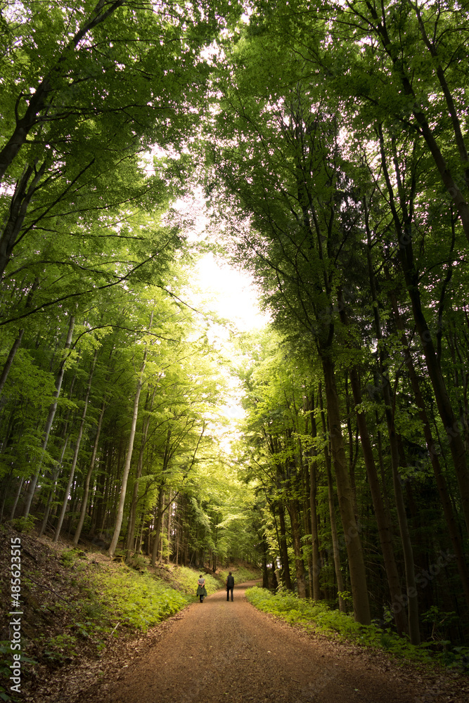 Fototapeta premium Zwei Wanderer auf einem Waldweg