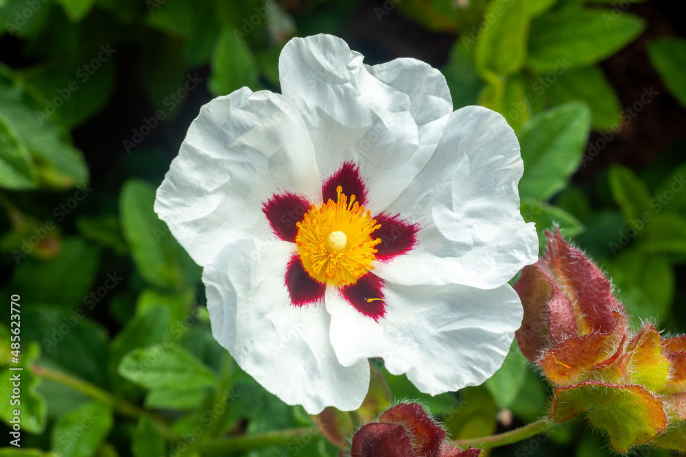 Obraz premium Cistus Ladanifer a summer flowering shrub plant with a white and red summertime flower commonly known as Common Gum Cistus, stock photo image