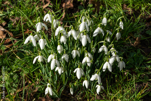 Snowdrops (Galanthus) a spring winter bulbous flowering plant with a white green springtime flower in January, stock photo image