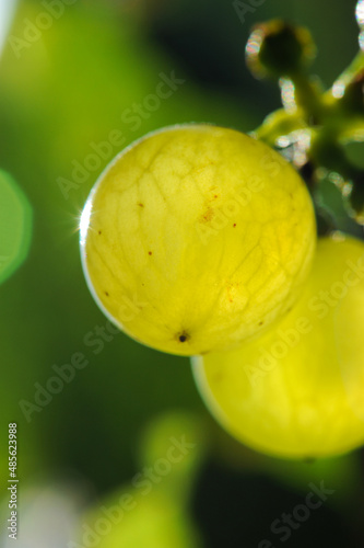 close up grape