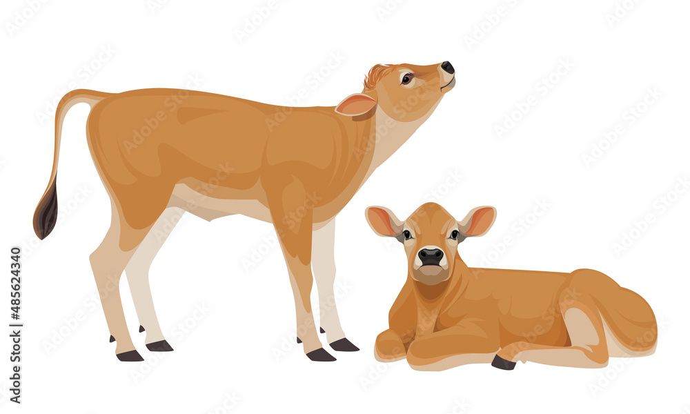 Calf Jersey - The Best Milk Cattle Breeds. Farm animals. Vector Illustration. Calf Jersey - The Best Milk Cattle Breeds. Farm animals. Vector Illustration.