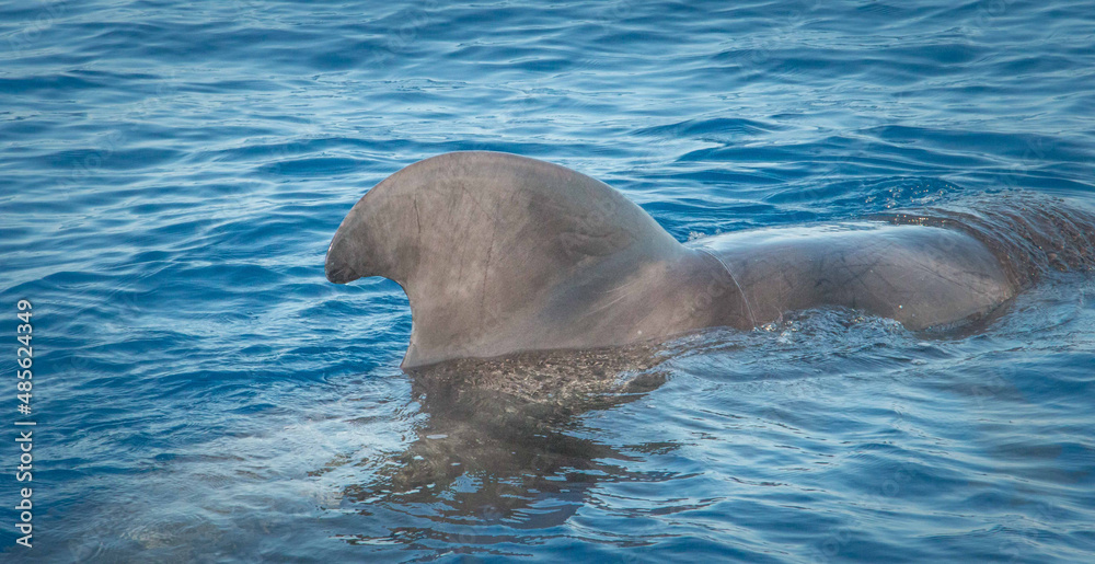 Obraz premium Delfin Flosse