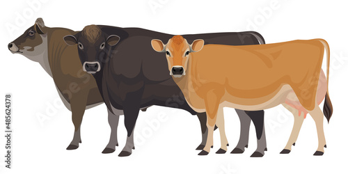 Cow Jersey with Bull - The Best Milk Cattle Breeds. Farm animals. Vector Illustration.