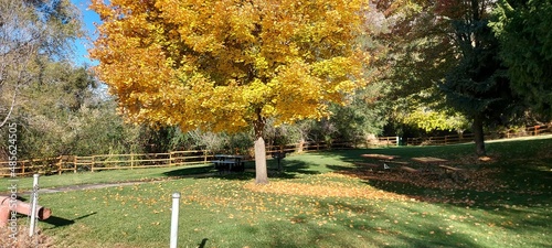 A corner of an autumn park with a yellow maple in the center.