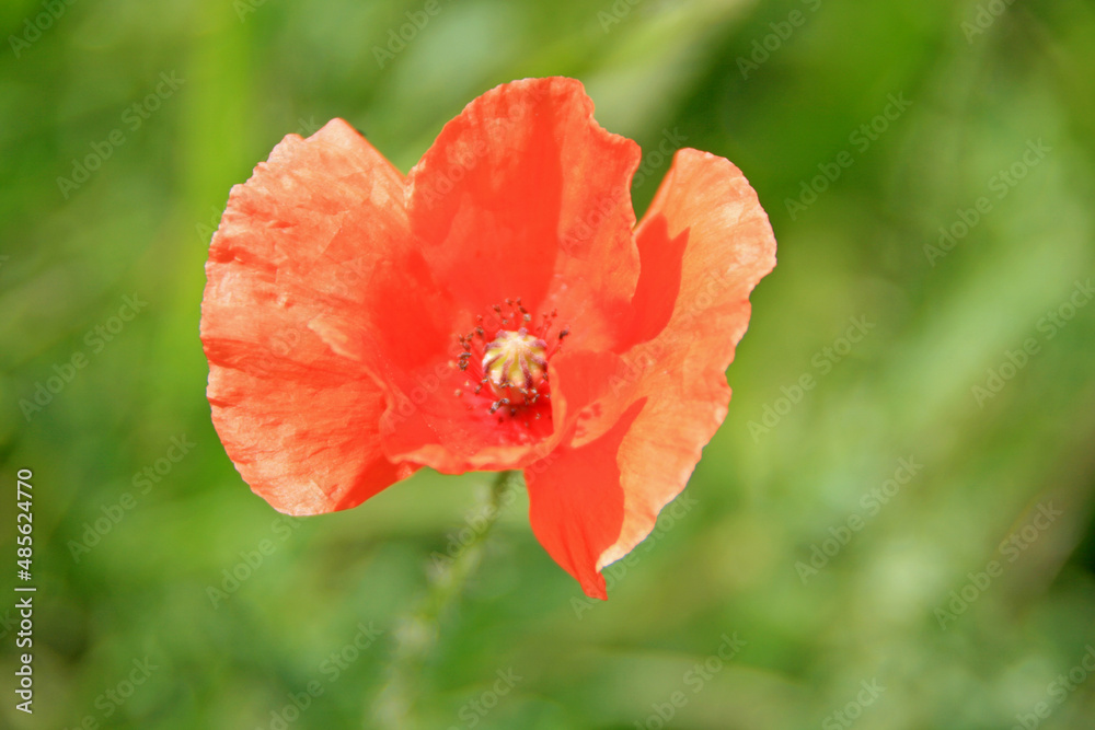 Mohnblume Mohnblume