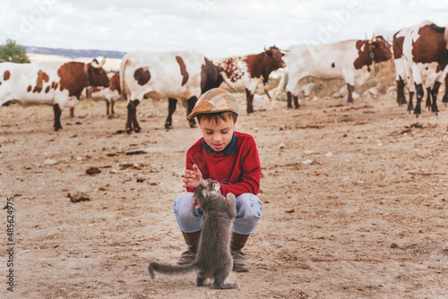 Caucasian boy playing with a kitten on a farm with cows grazing behind photo