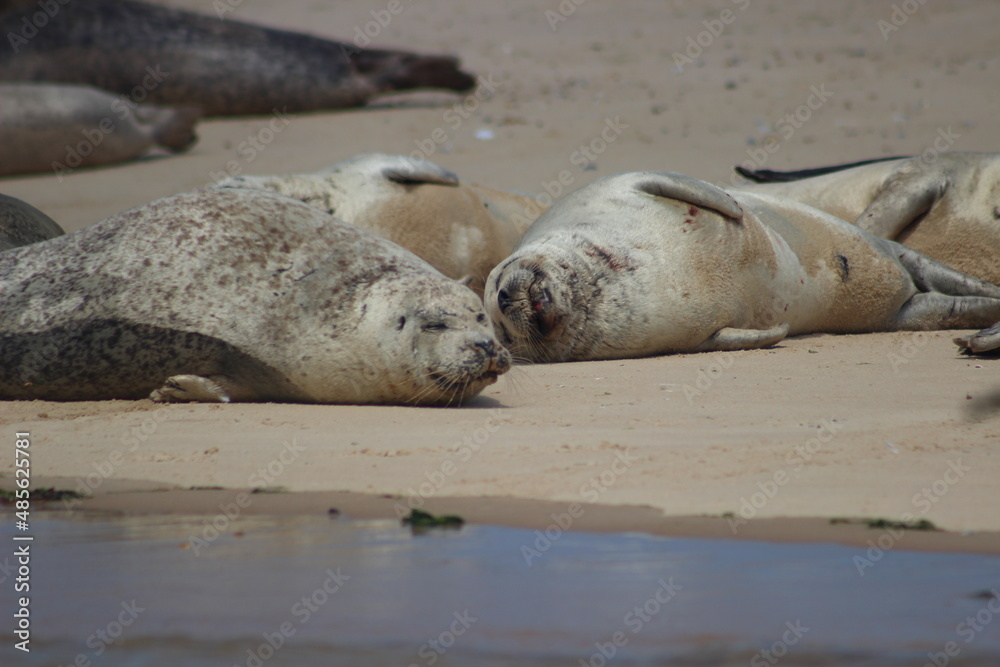 Fototapeta premium Seals in Norfolk, UK