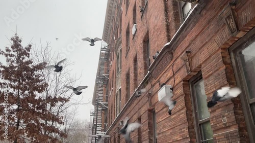 Pigeons Hover Over Camera And Land On Snow Covered New York City Sidewalk photo