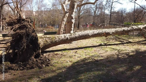 the force of the wind uprooted the trees in a park in Milan, Solari park for children kids  photo