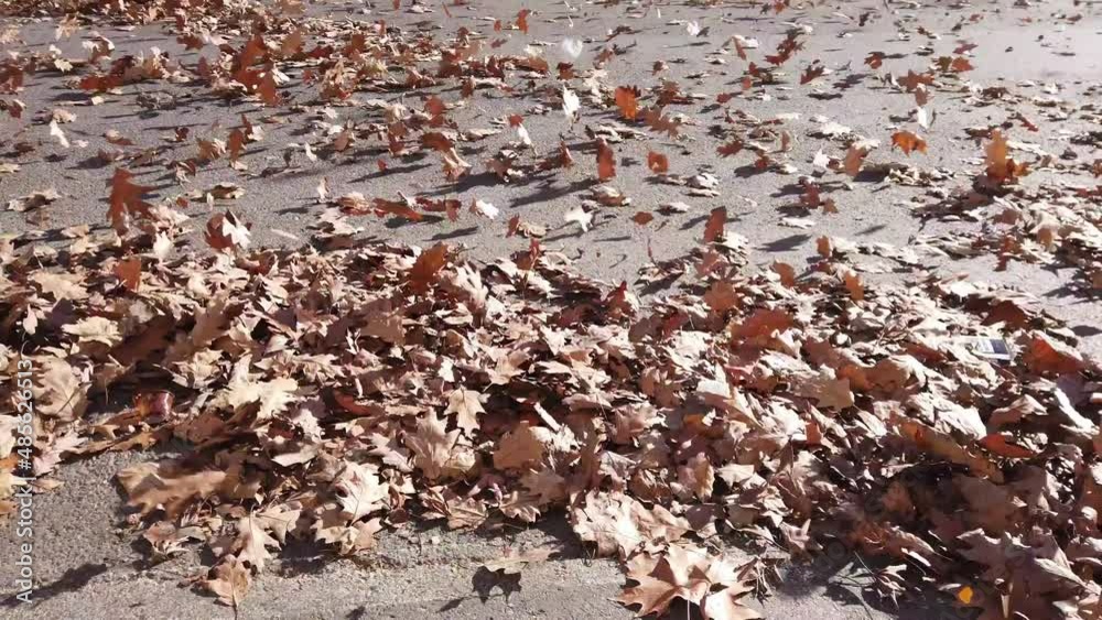 Strong gusts of wind make dry autumn leaves fly - leaf storm with bora winds - whirlwinds and whirls of wind make everything fly