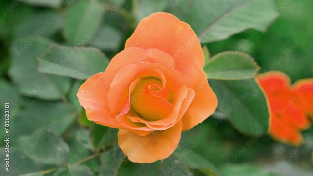 The red rose flower is moving.