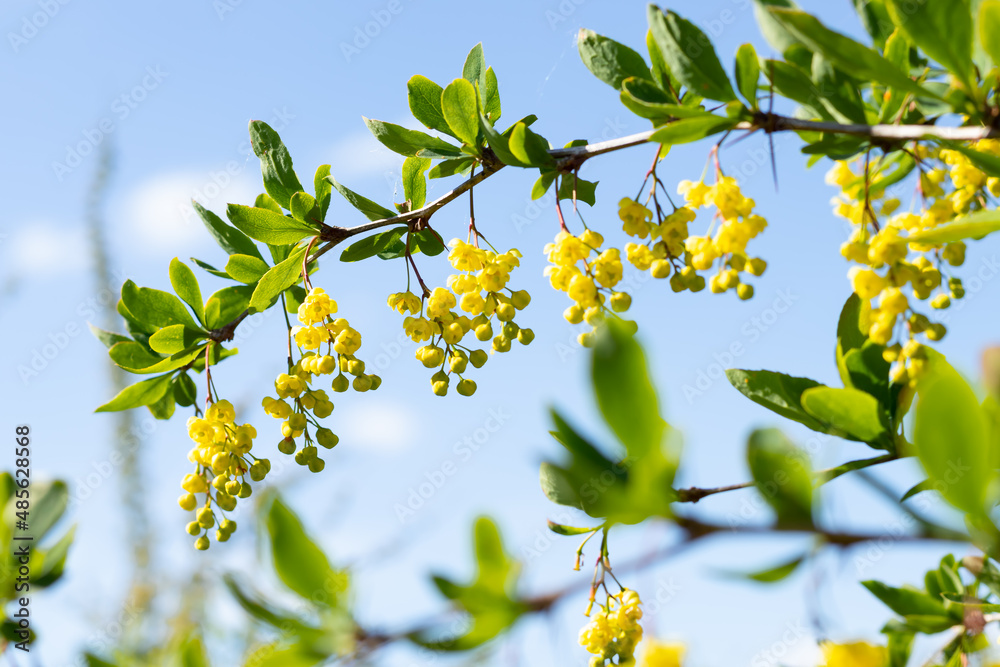 barberry with yellow flowers on a blue sky background