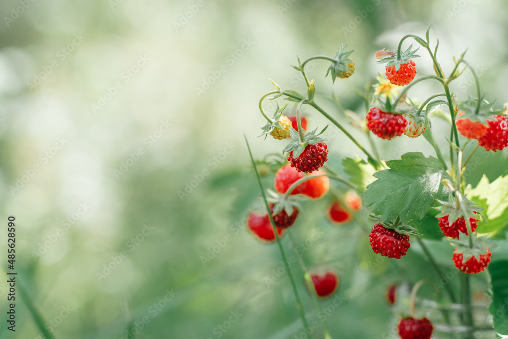 Wild strawberry bush with tasty ripe red berries and green leaves grow in green grass in wild meadow in sunny summer day. Organic background. Copy space. Macro. Close up. Selective focus. Wild strawberry bush with tasty ripe red berries and green leaves grow in green grass in wild meadow in sunny summer day. Organic background. Copy space. Macro. Close up. Selective focus.