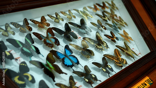 Quadro su tela Large Butterfly Collection