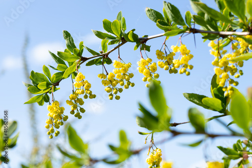 Quadro em tela barberry with yellow flowers on a blue sky background