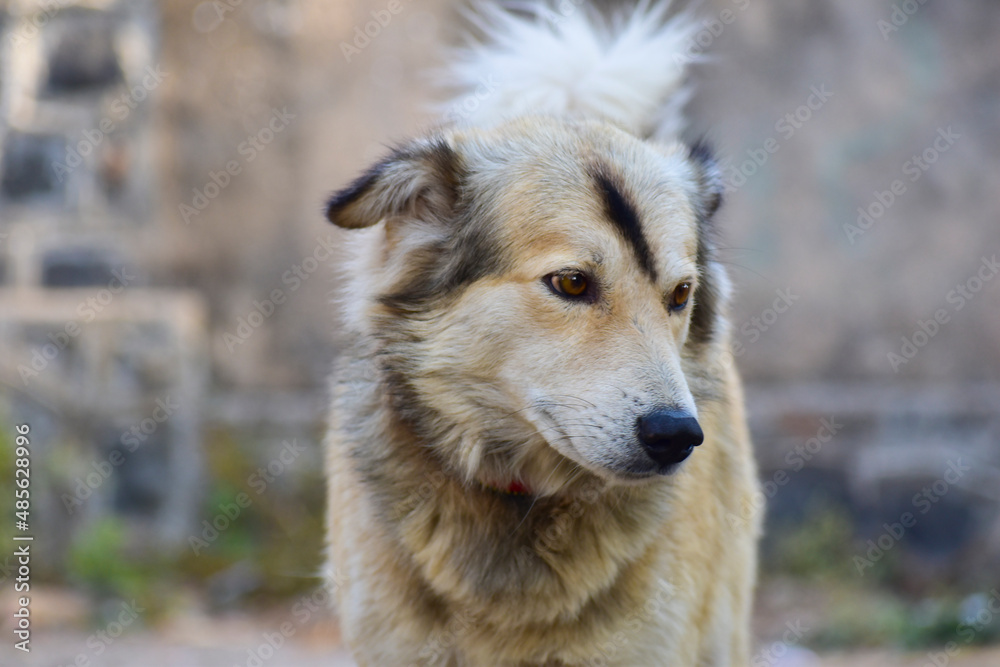 Beautiful pet dog small and blur background.