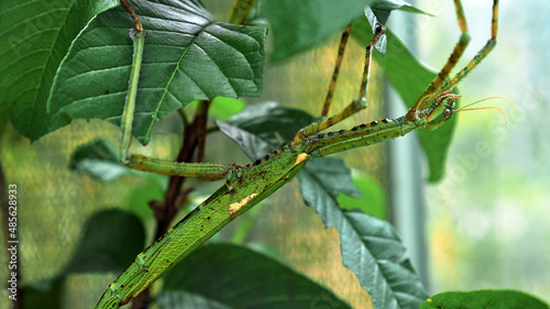 Large green Indonesian beetle the Phasmatoptera cyphocraniu gigas from the family of fowl sitting on the leaves