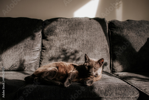 Grey house cat lounging on the couch and basking in morning sunshine