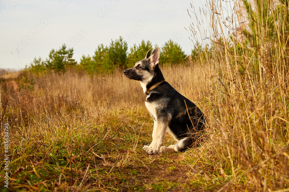 Dog German Shepherd on nature landscape in an autumn or summer day Dog German Shepherd on nature landscape in an autumn or summer day