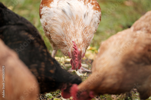 Gallo in un allevamento in Basilicata photo