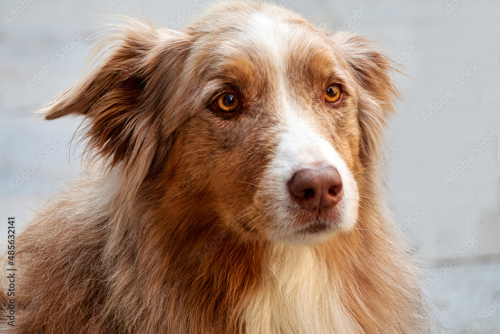 Close up portrait of the charming dog with the long red fur.