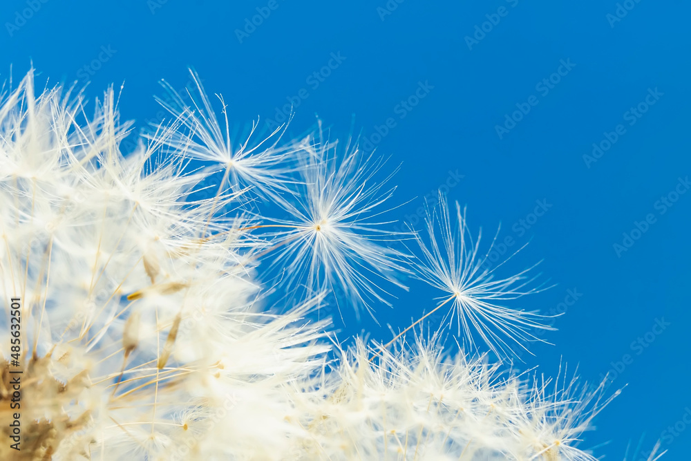 Naklejka premium Macro fluffy dandelion at blue sky, soft selective focus, summer background