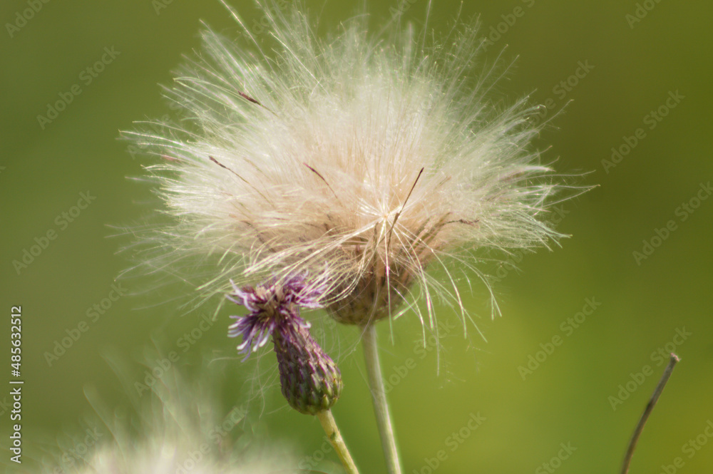 Fototapeta premium Fluffy creeping thistle seed closeup view with blurred green background