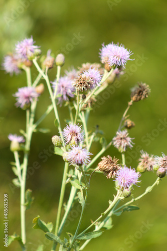 Creeping thistle in bloom closeup view with selective focus on foreground © Cenusa Silviu Carol