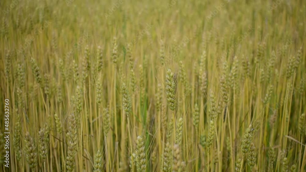 Wheat is almost ripe on the farm field. Wheat is almost ripe on the farm field.
