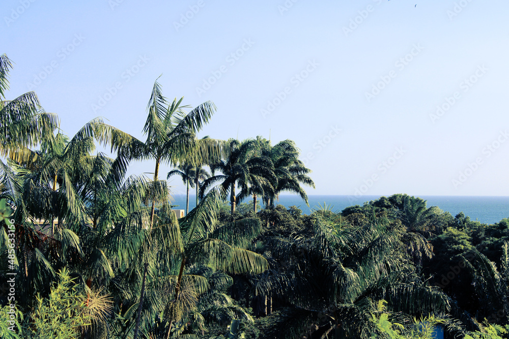 Palm tree in Rio de Janeiro view