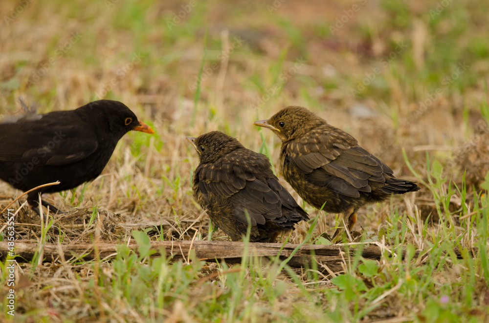 Common blackbirds Turdus merula cabrerae. Male with chicks. Las Palmas de Gran Canaria. Gran Canaria. Canary Islands. Spain. Common blackbirds Turdus merula cabrerae. Male with chicks. Las Palmas de Gran Canaria. Gran Canaria. Canary Islands. Spain.